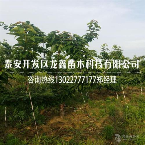 含香樱桃树苗格,含香樱桃树苗上车价格