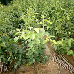 西安全红梨梨树苗产量高