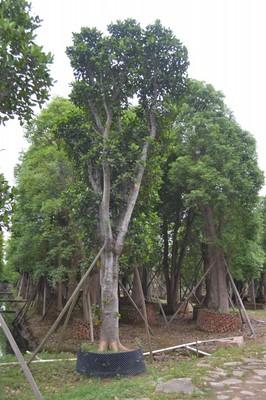 中山花苗树苗厂家,中山花苗树苗批发图片|中山花苗树苗厂家,中山花苗树苗批发产品图片由中山市小榄镇潮兴花木苗圃场公司生产提供