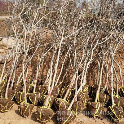 2018年福建地区爬藤植物地径3公分紫藤树苗价格多少钱一棵地被植物基地