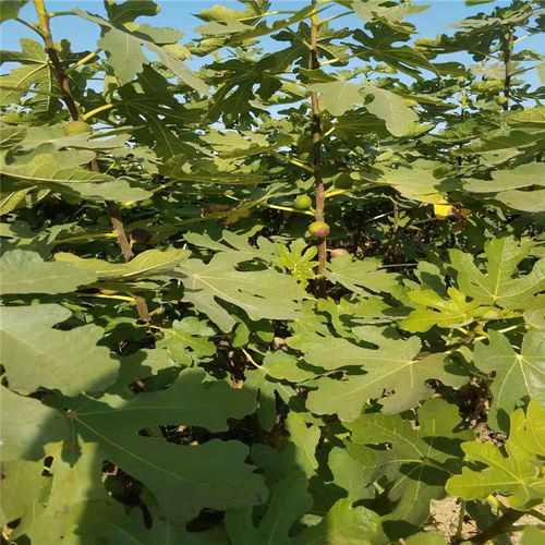 【甘肃省青皮无花果树苗哪里有无花果树苗现货充足】- 