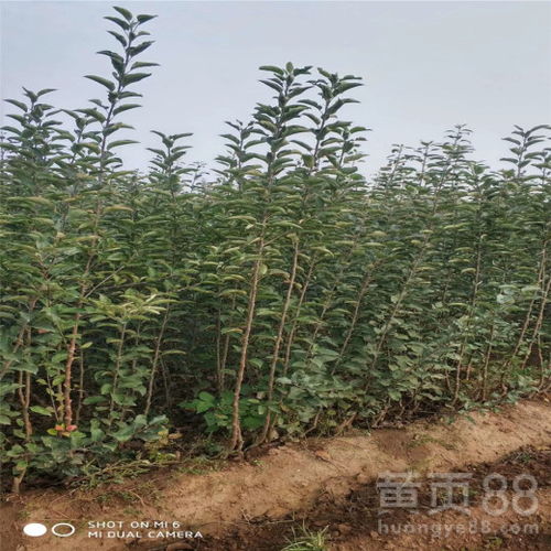 【苹果树苗价格及基地、苹果树苗报价】- 